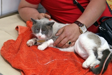 До 100 тысяч рублей: сколько могут заработать ветеринары на Кубани Мария Оленникова