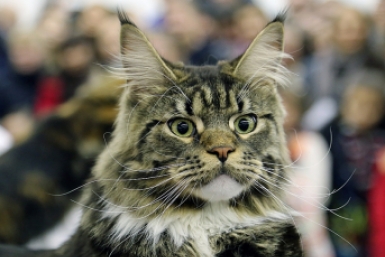 За убийство мейн-куна в колонию-поселение суд отправил жителя Кубани Мария Оленникова