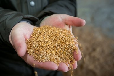 Аграрии Кубани и других регионов Юга РФ потеряли доход из-за низких цен на зерно