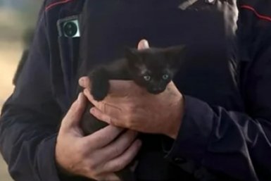 Бездомный котенок Черныш стал полноправным членом коллектива ОМВД Анапы пресс-служба ГУ МВД России по Краснодарскому краю