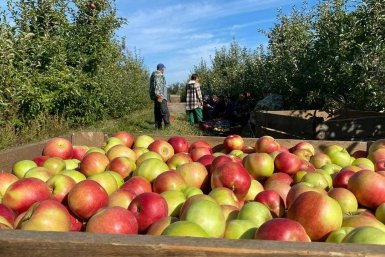 В садах под Краснодаром собрали 6,5 тысяч тонн фруктов и ягод Пресс-служба администрации Краснодара