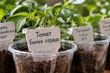 Собираю по соседям лотки для яиц: сотни бесплатных мелочей, которые всегда под рукой — и ни копейки трат