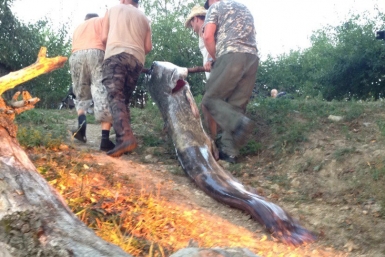Сома весом в 100 кг поймали на реке Кубань под Краснодаром С личной страницы Александра Кондратенко в социальной сети &quotВКонтакте&quot new.vk.com/id166087785